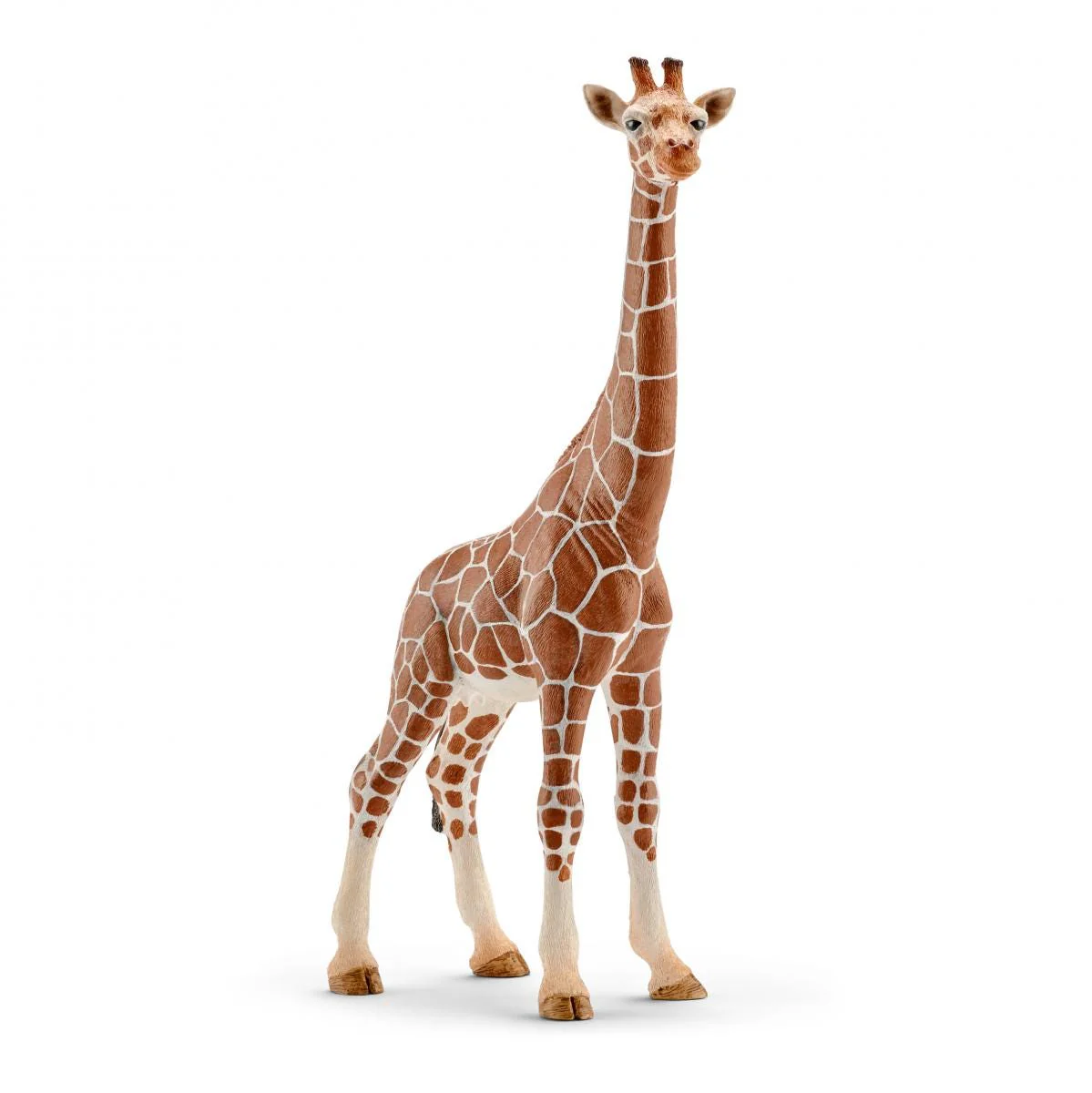 Miniatuur 1